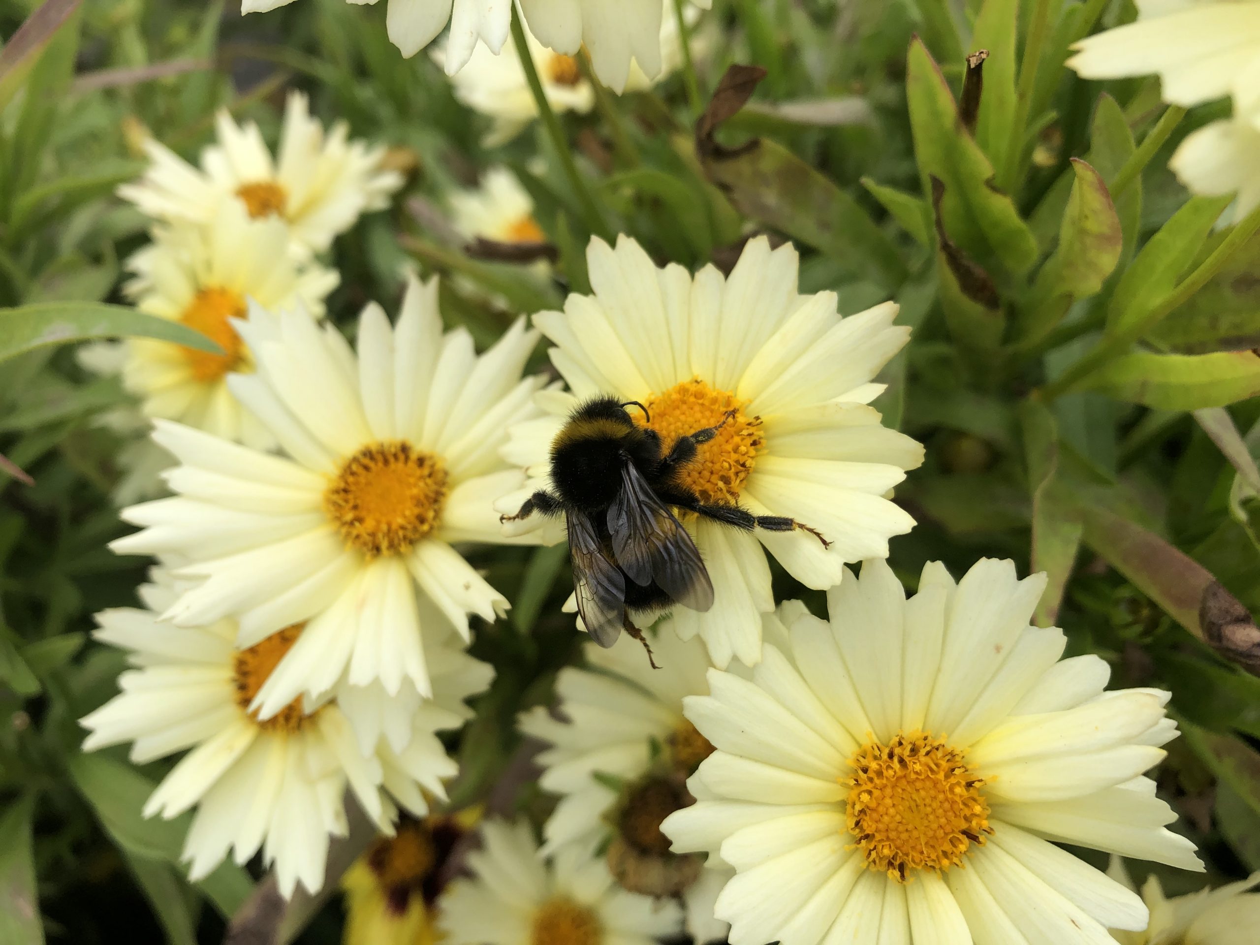 It’s “Mental Health Awareness” week (apparently).